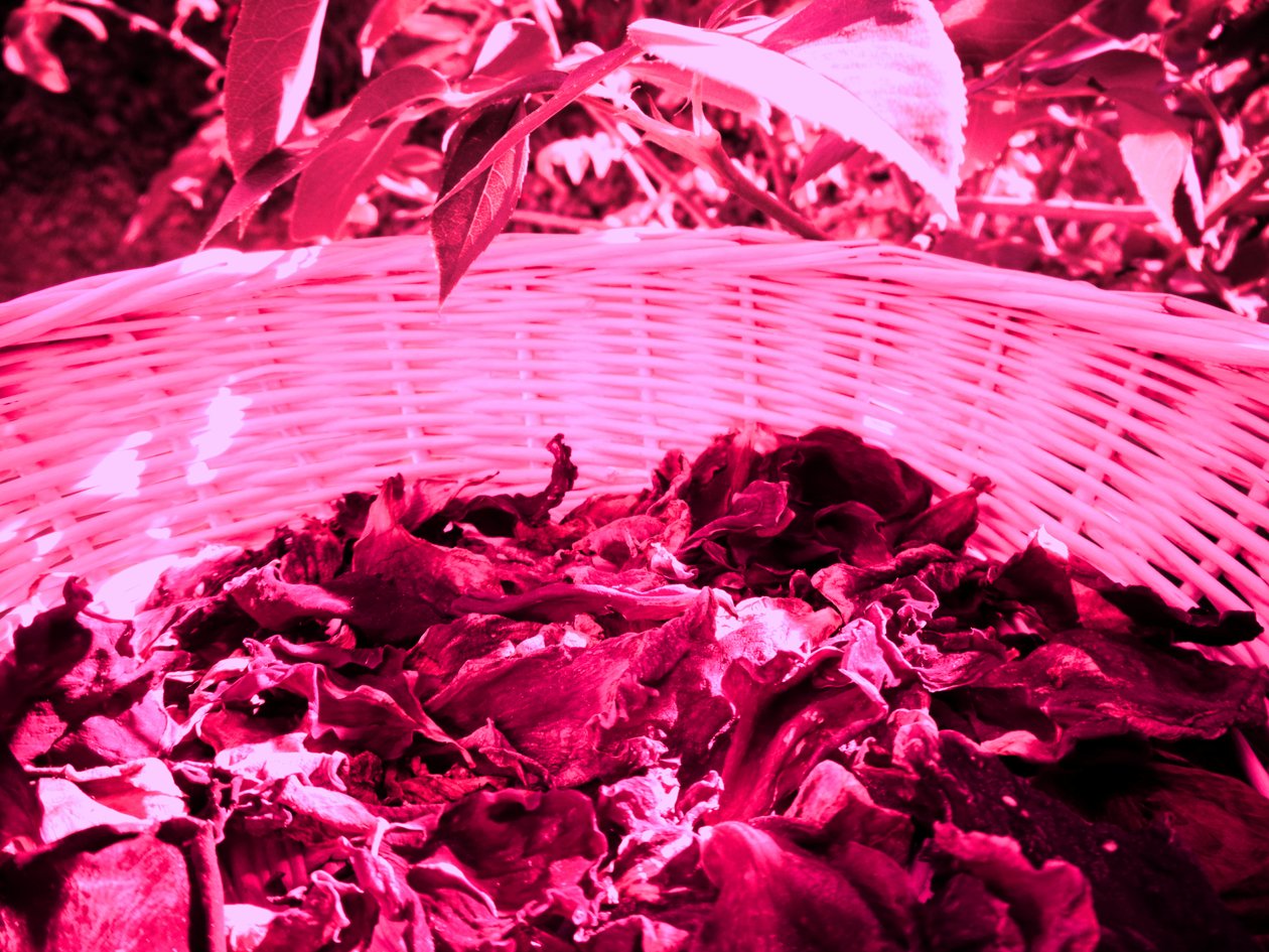 Rosenblad potpourri av Martina Konitzky