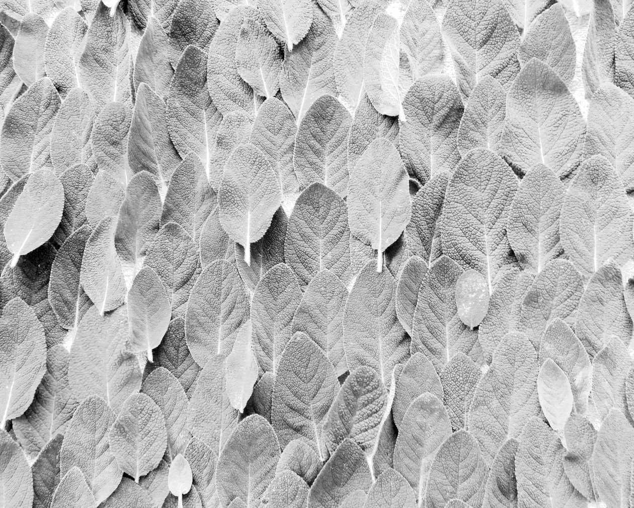 salvia av Martina Konitzky