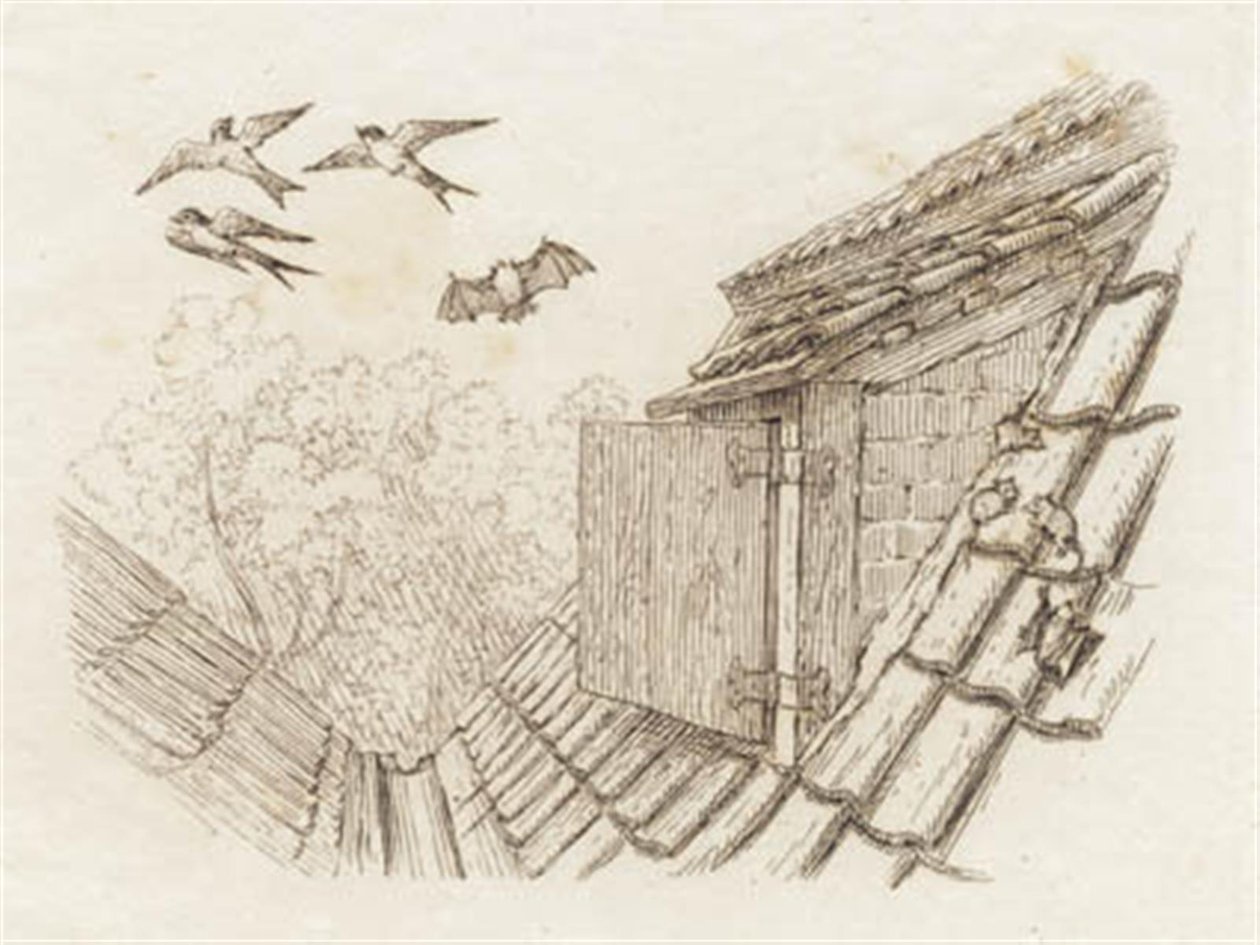 Illustration till "Halvhundra fabler för barn" av Hey av Martinus Rørbye