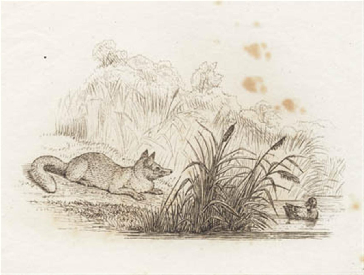 Illustration till "Halvhundra fabler för barn" av Hey av Martinus Rørbye