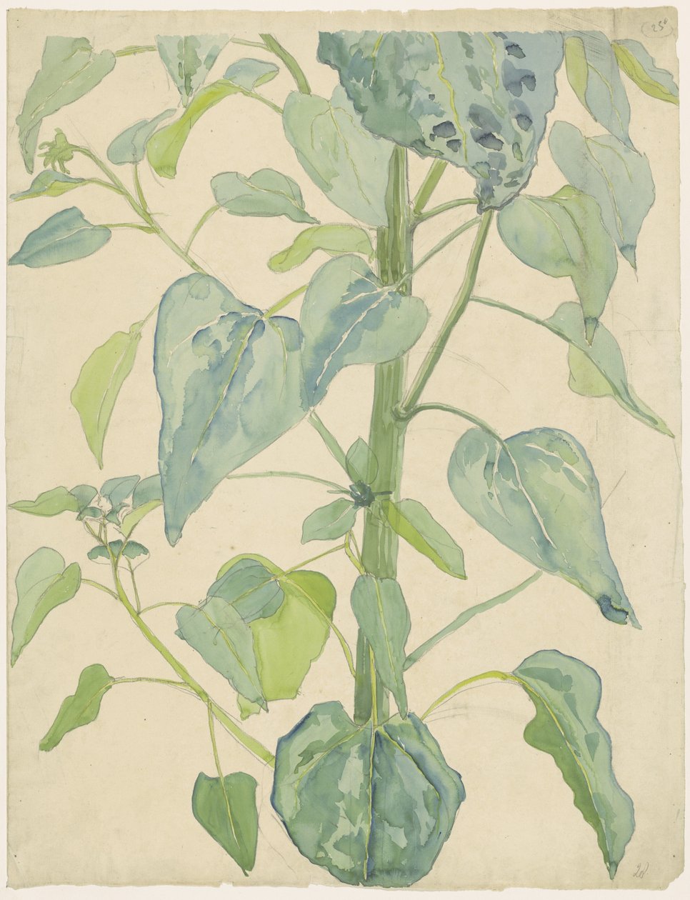Stjälk och blad av en solros av Martinus van Andringa