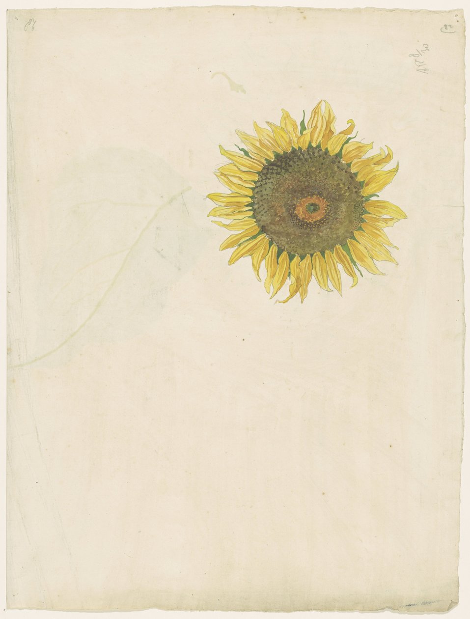Solros av Martinus van Andringa