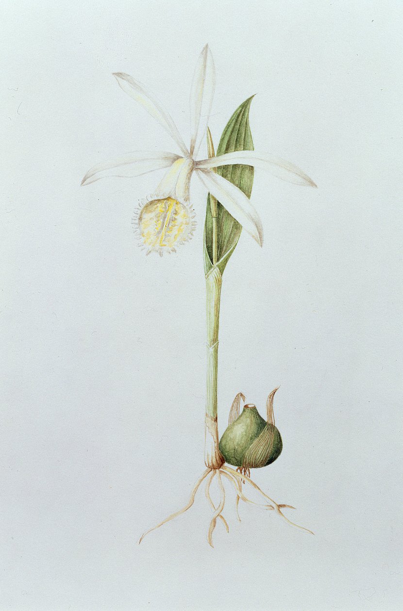 Pleione Formosana Alba (wc på papper) av Mary Kenyon Slaney