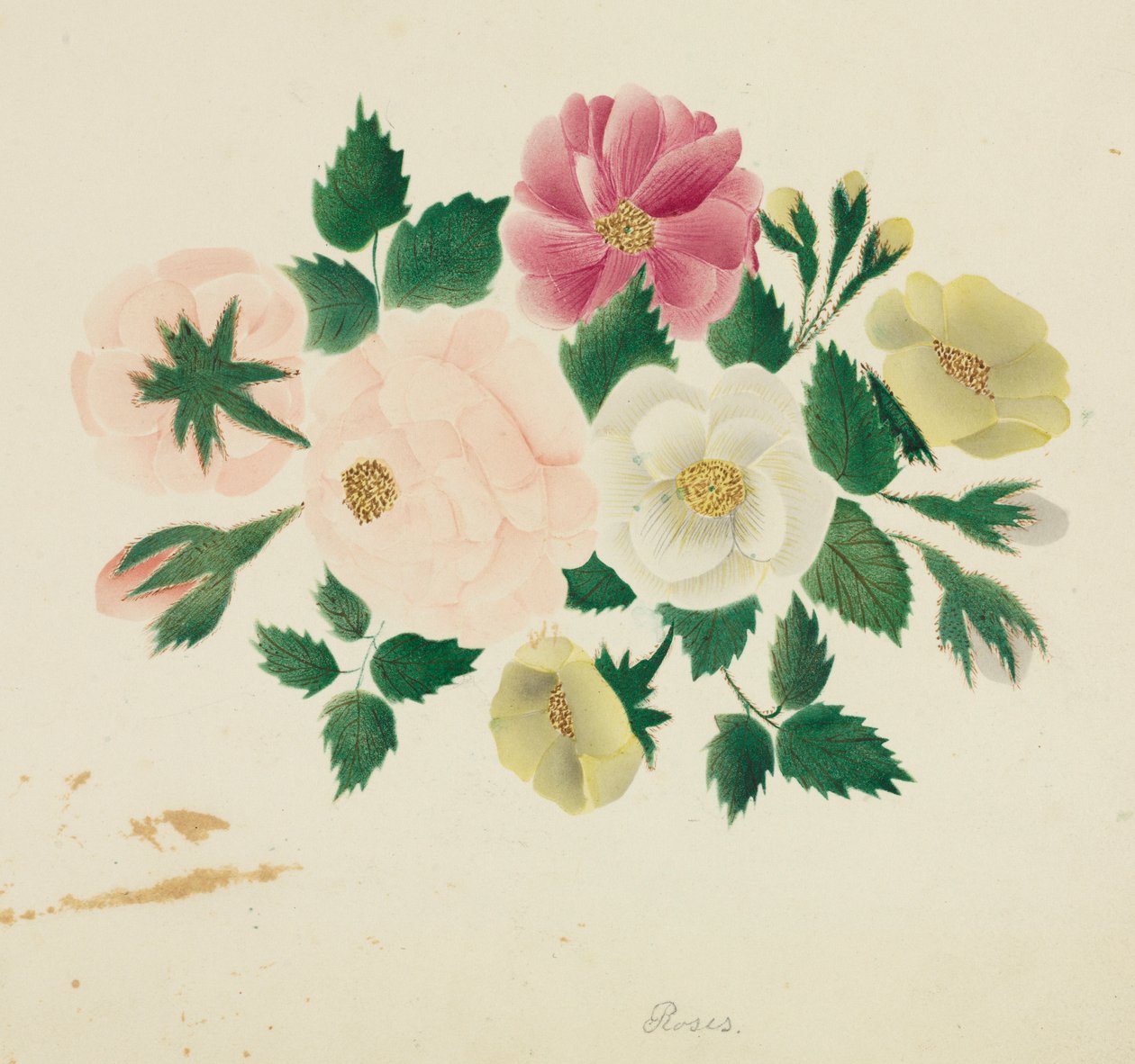 June Roses. av Mary Altha Nims