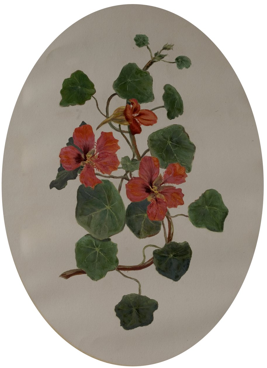 Nasturtiums, ca 1870 (olja på papper) av Mary Dakeyne Townroe