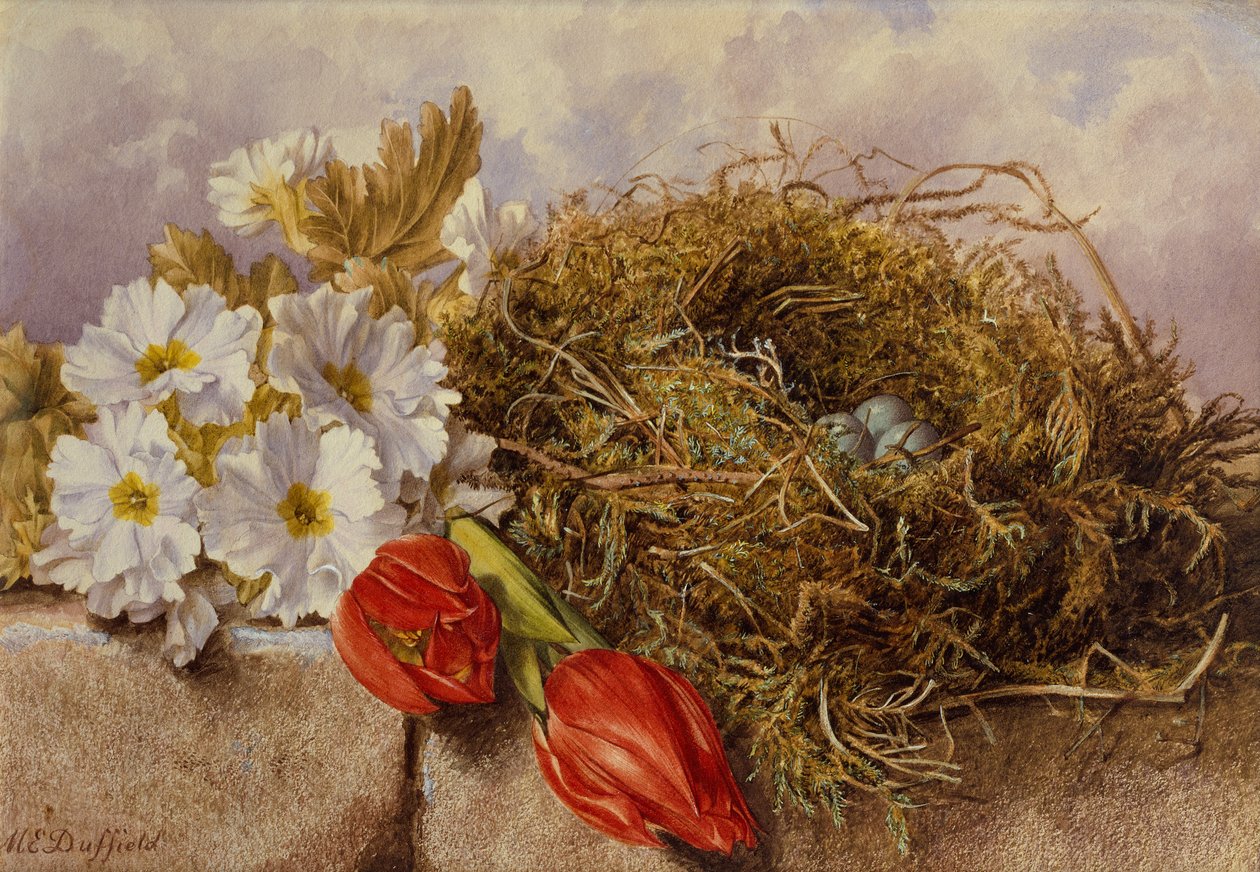 Ett stilleben av blomtulpaner och ett fågelbo på en avsats (penna och akvarell) av Mary Elizabeth Duffield