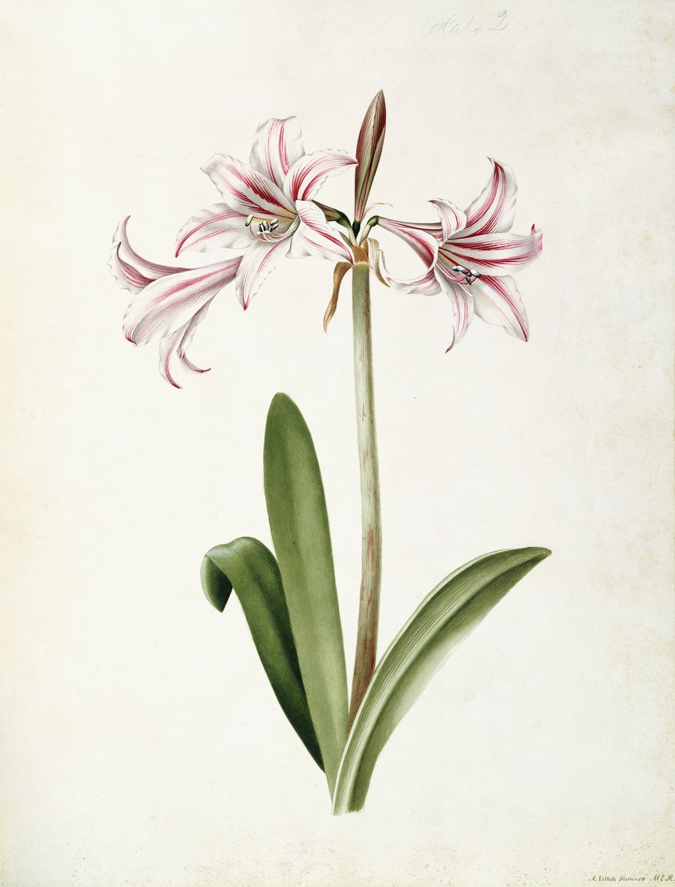 (Amaryllis) Vittata Formosa av Mary Elizabeth Rosenberg