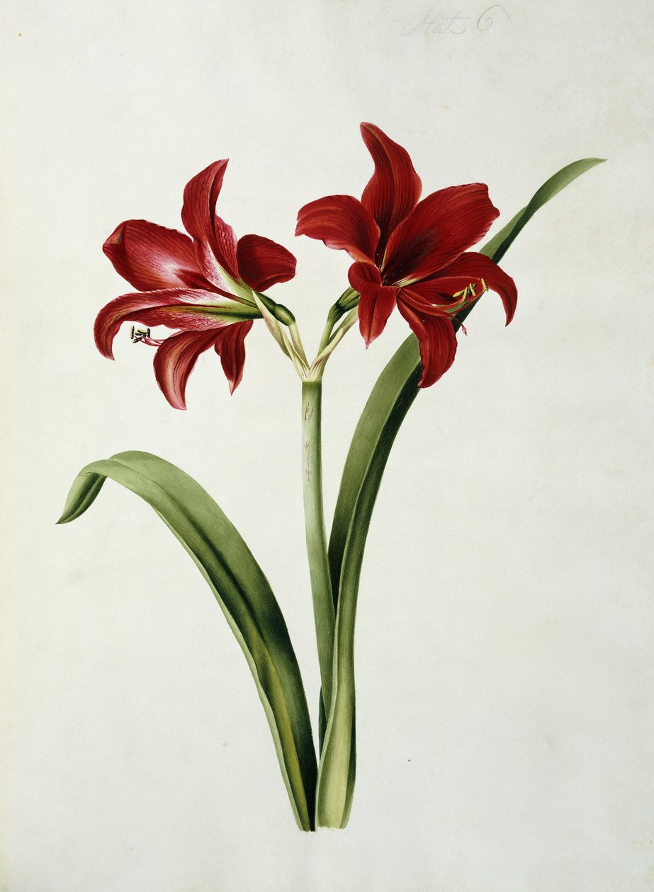 Röd amaryllis av Mary Elizabeth Rosenberg