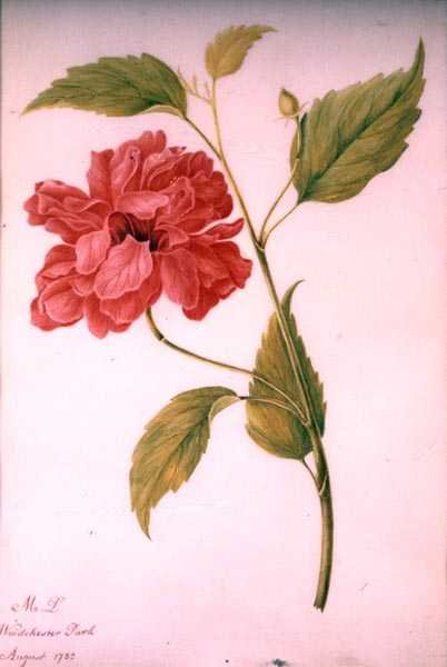 Pion stil blomma av Mary Granville (attr.) Delany