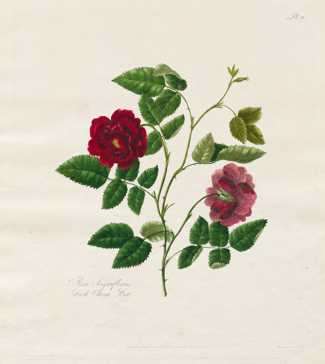 En samling rosor från naturen: Dark China Rose av Mary Lawrence