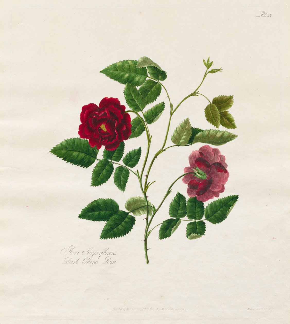 En samling rosor från naturen: Dark China Rose, 1799. av Mary Lawrence