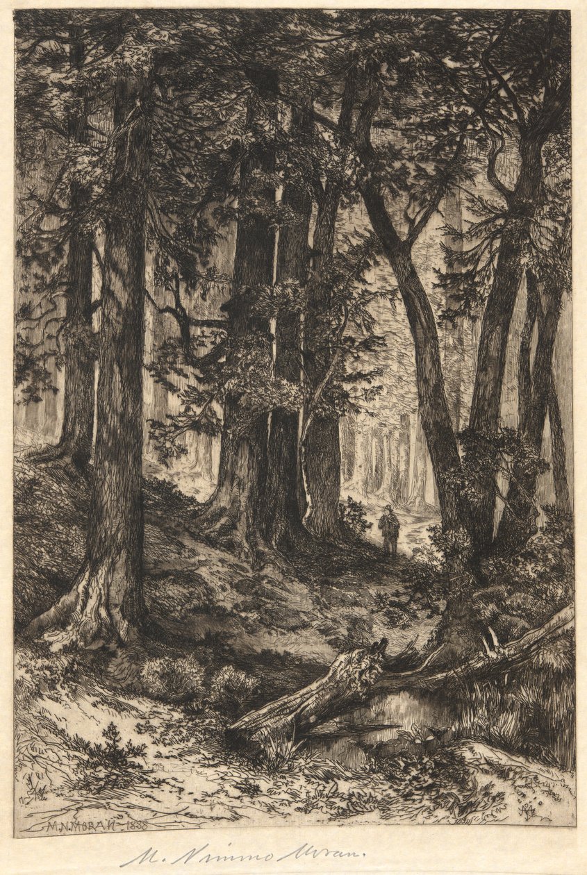 Namnlös (skogsscen) av Mary Nimmo Moran
