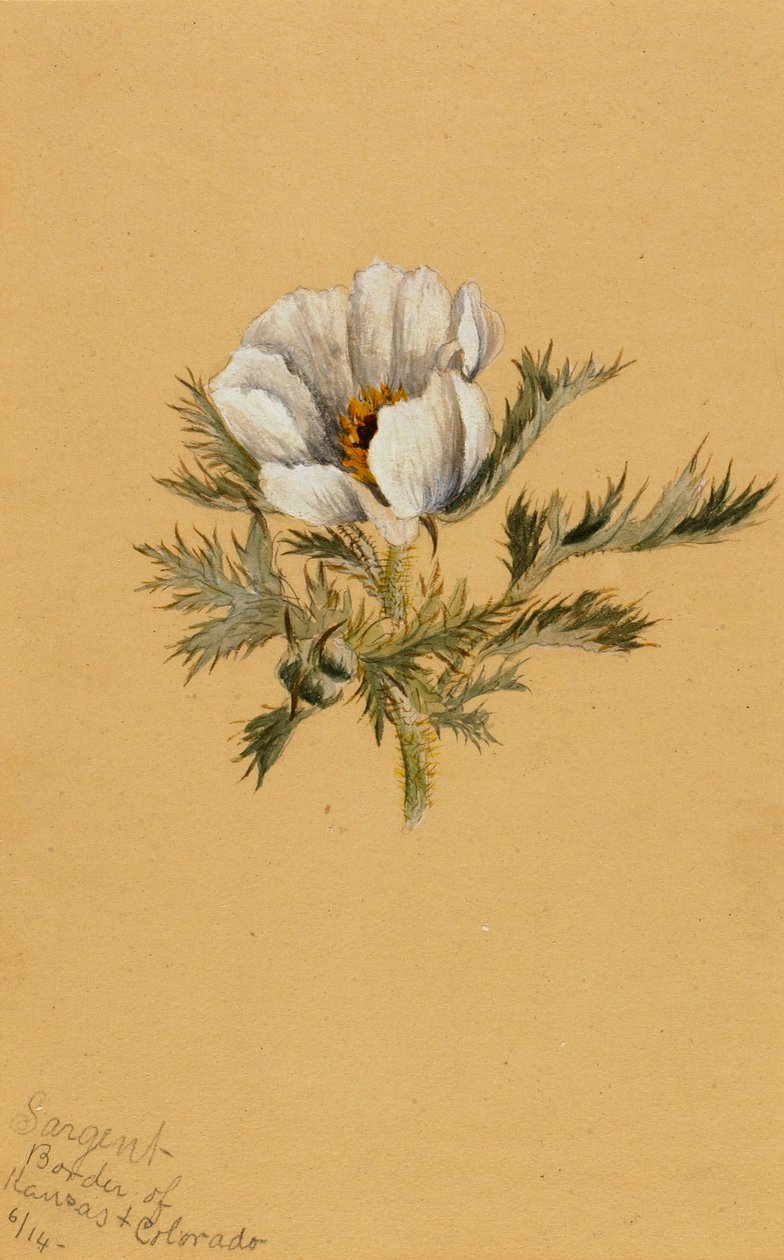 (Utan titel) (Blomstudie) av Mary Vaux Walcott
