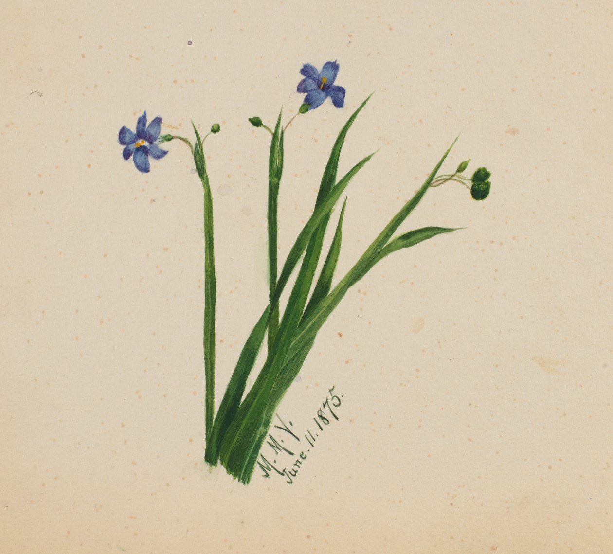 (Utan titel) av Mary Vaux Walcott