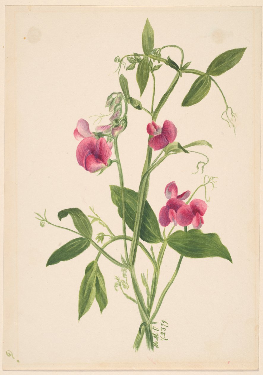 (Utan titel--Blomststudie) av Mary Vaux Walcott