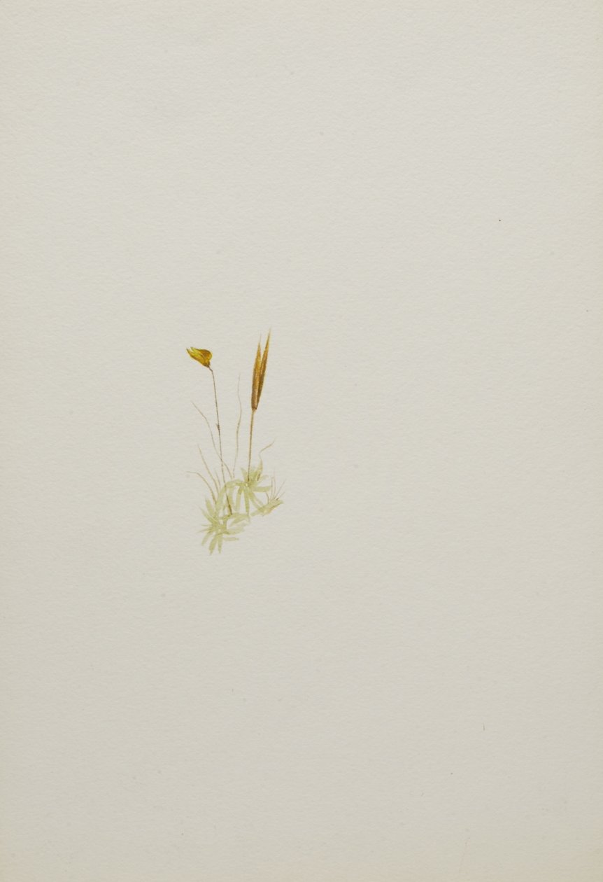(Utan titel--Blomststudie) av Mary Vaux Walcott