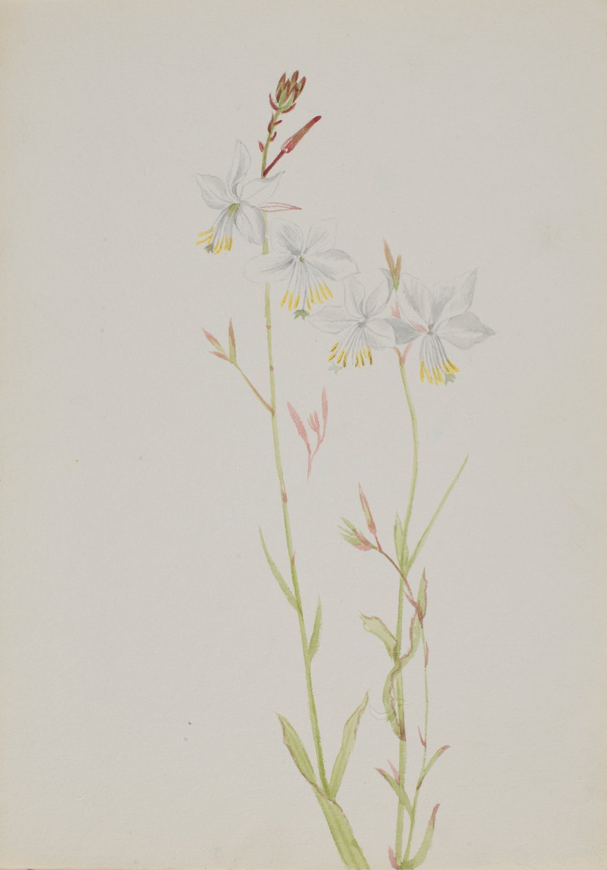 (Utan titel--Blomststudie) av Mary Vaux Walcott