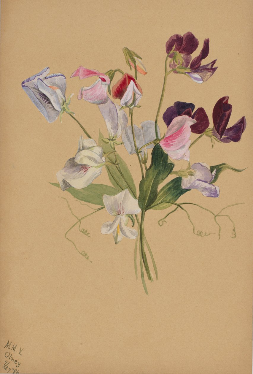 (Utan titel--Blomststudie) av Mary Vaux Walcott