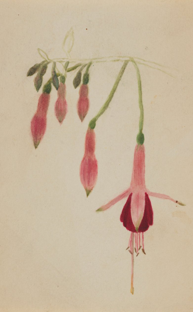 (Utan titel--Blomststudie) av Mary Vaux Walcott