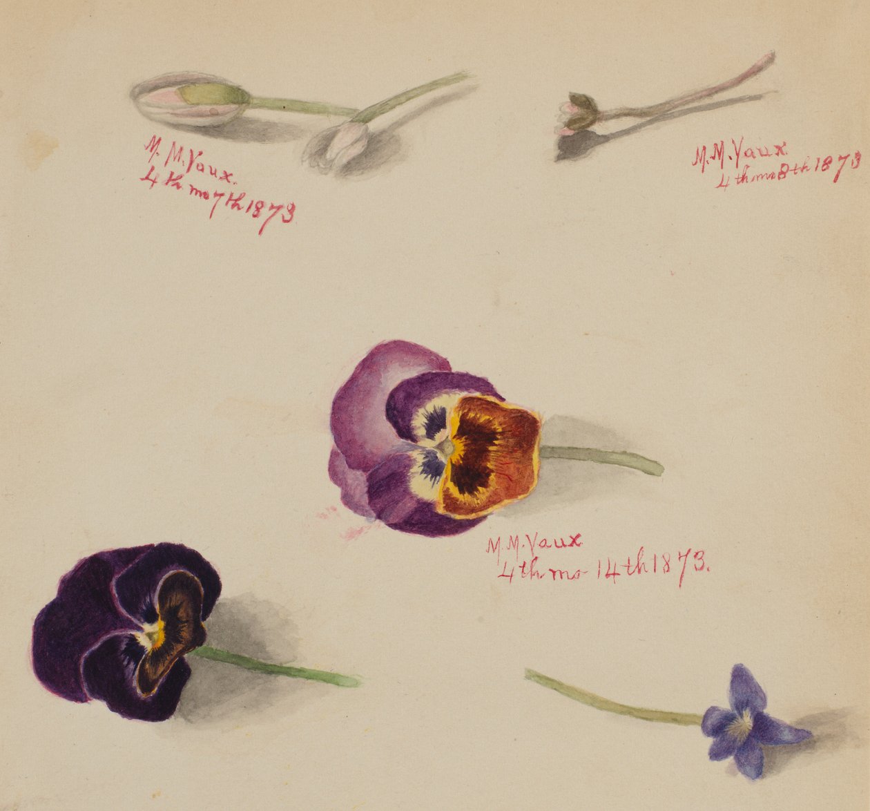 (Utan titel--Blomststudie) av Mary Vaux Walcott
