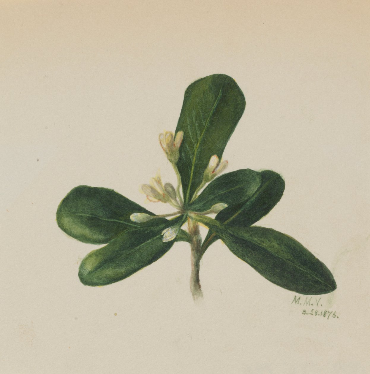 (Utan titel--Blomststudie) av Mary Vaux Walcott