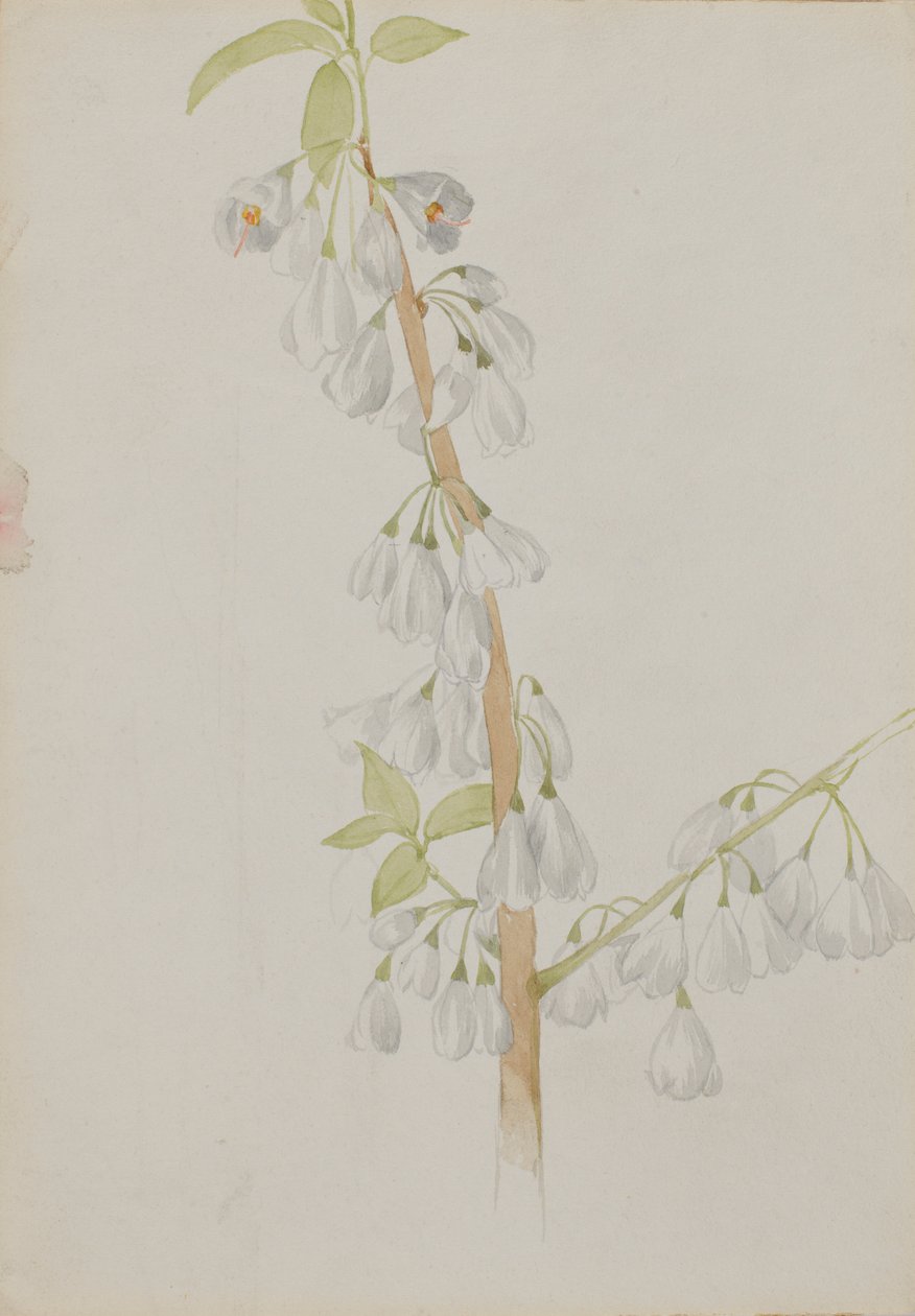 (Utan titel--Blomststudie) av Mary Vaux Walcott