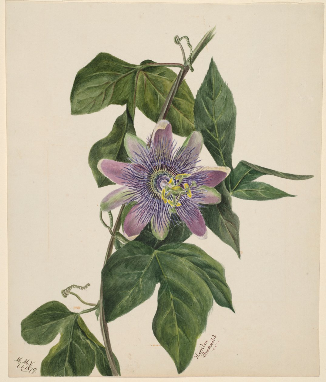 (Utan titel--Blomststudie) av Mary Vaux Walcott