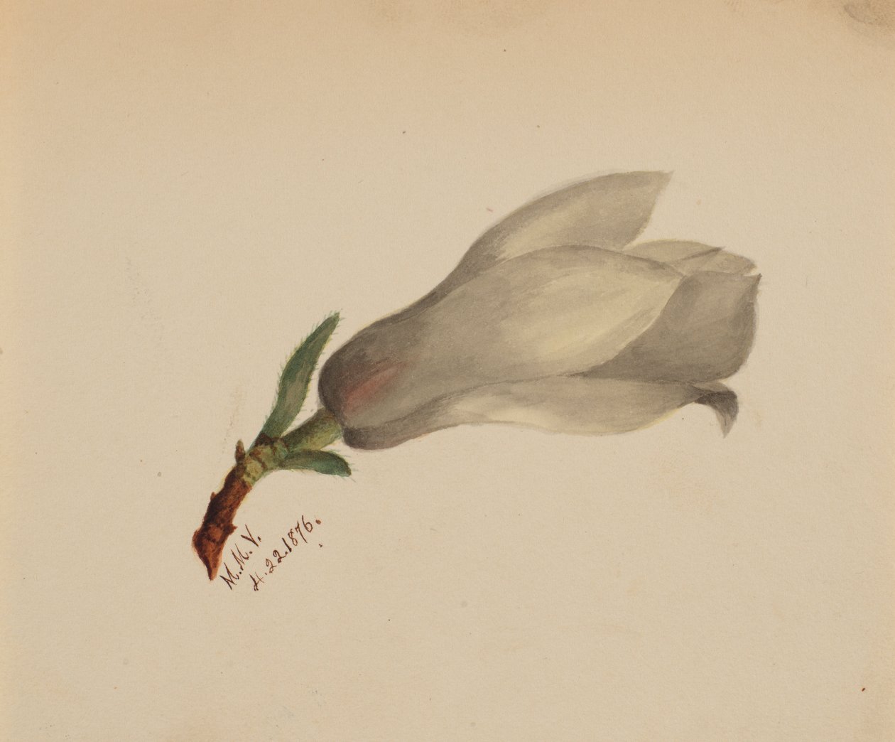 (Utan titel--Blomststudie) av Mary Vaux Walcott