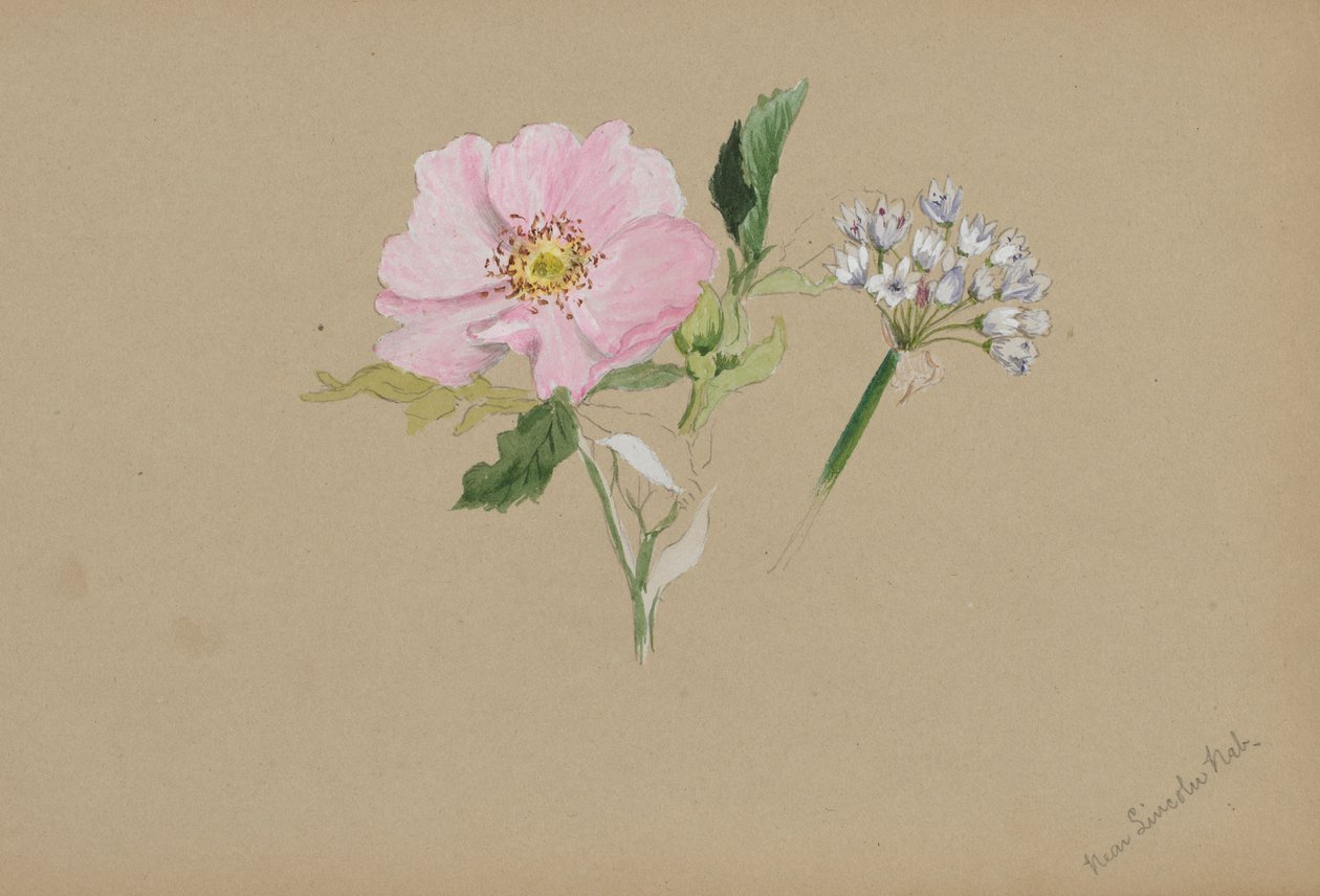 (Utan titel--Blomststudie) av Mary Vaux Walcott