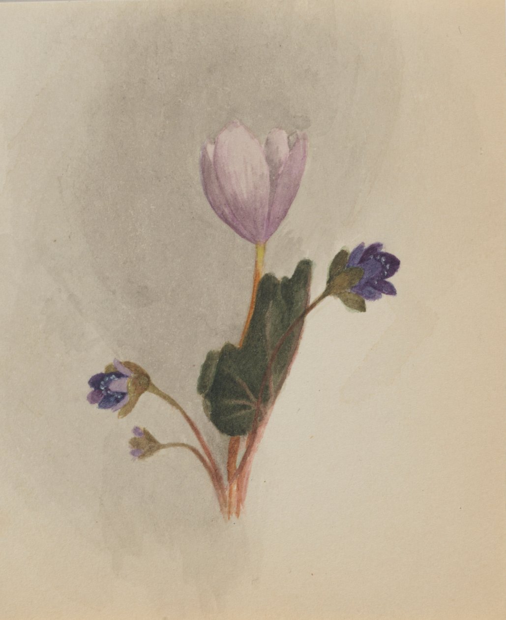 (Utan titel--Blomststudie) av Mary Vaux Walcott