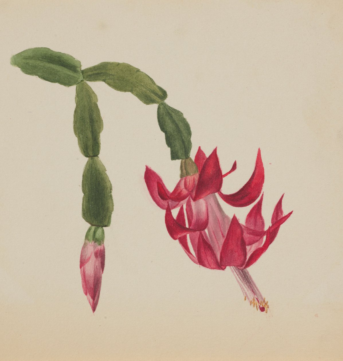 (Utan titel--Blomststudie) av Mary Vaux Walcott