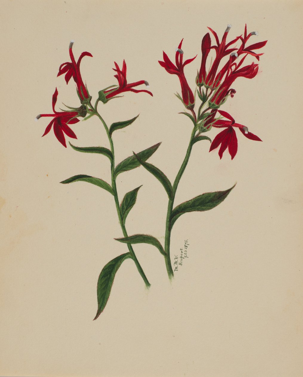 (Utan titel--Blomststudie) av Mary Vaux Walcott