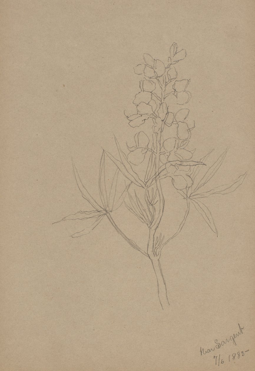 (Utan titel--Blomststudie) av Mary Vaux Walcott