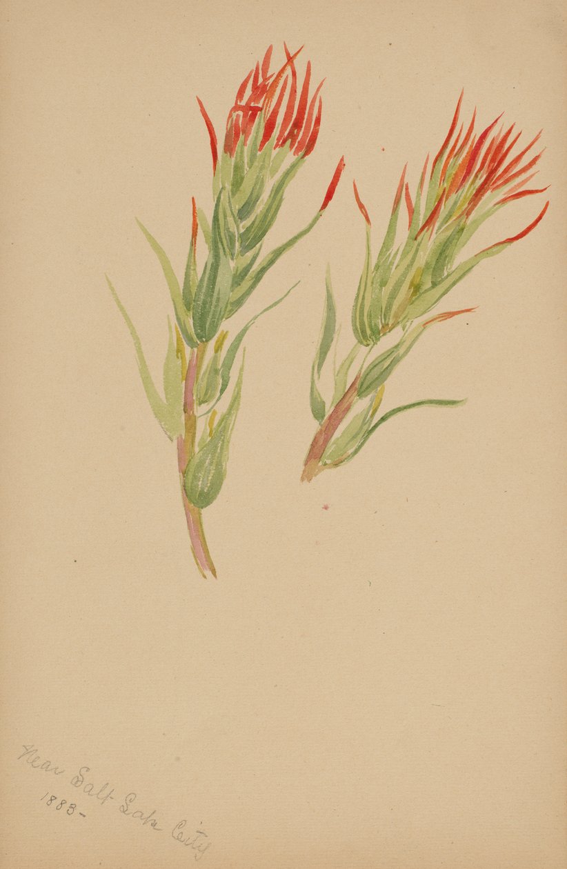 (Utan titel--Plantstudie) av Mary Vaux Walcott
