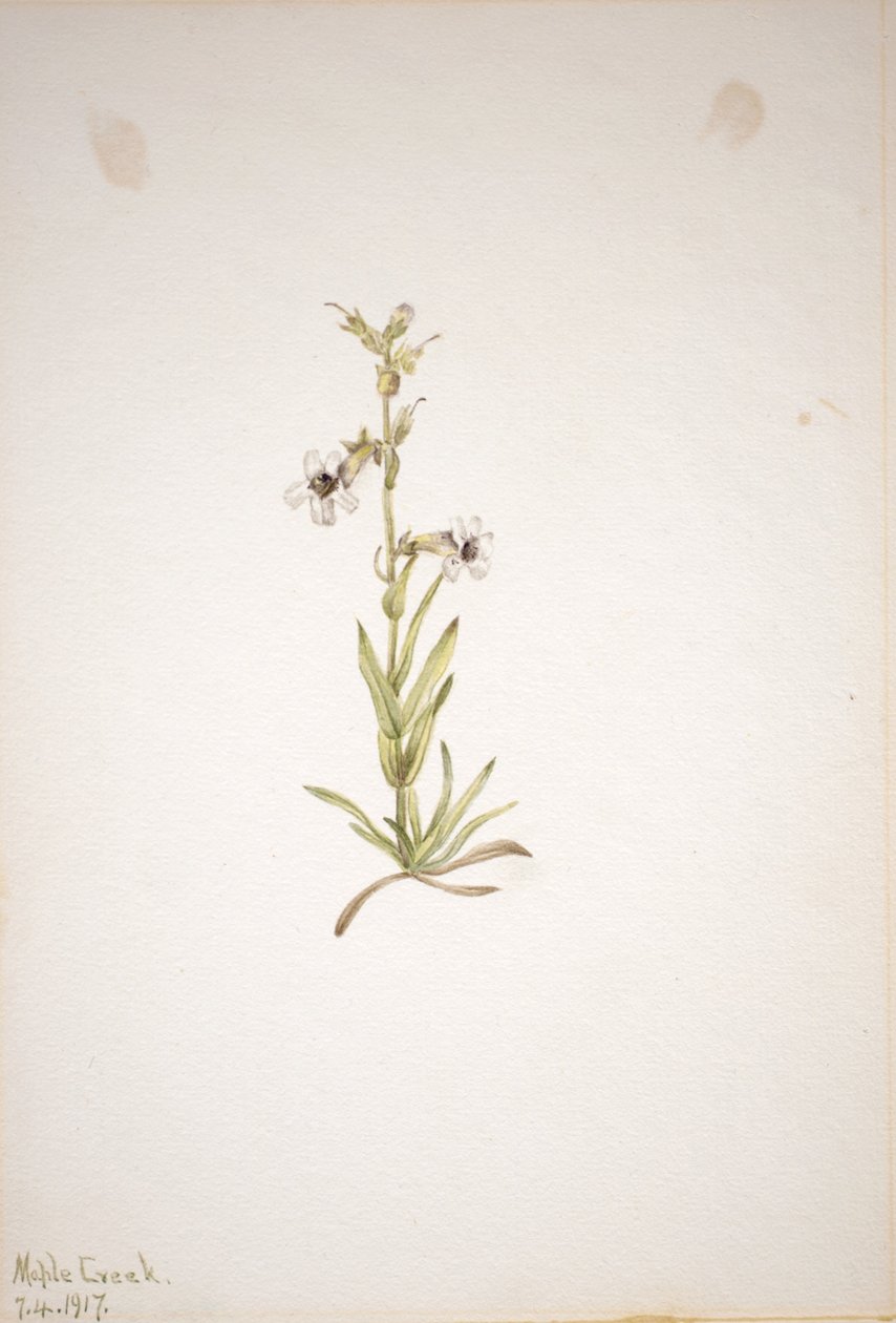 (Utan titel--Plantstudie) av Mary Vaux Walcott