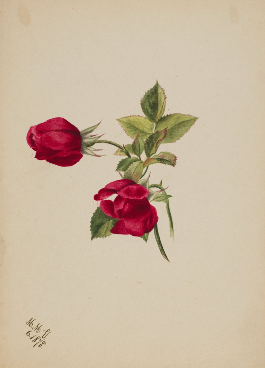 (Utan titel - Rose) av Mary Vaux Walcott