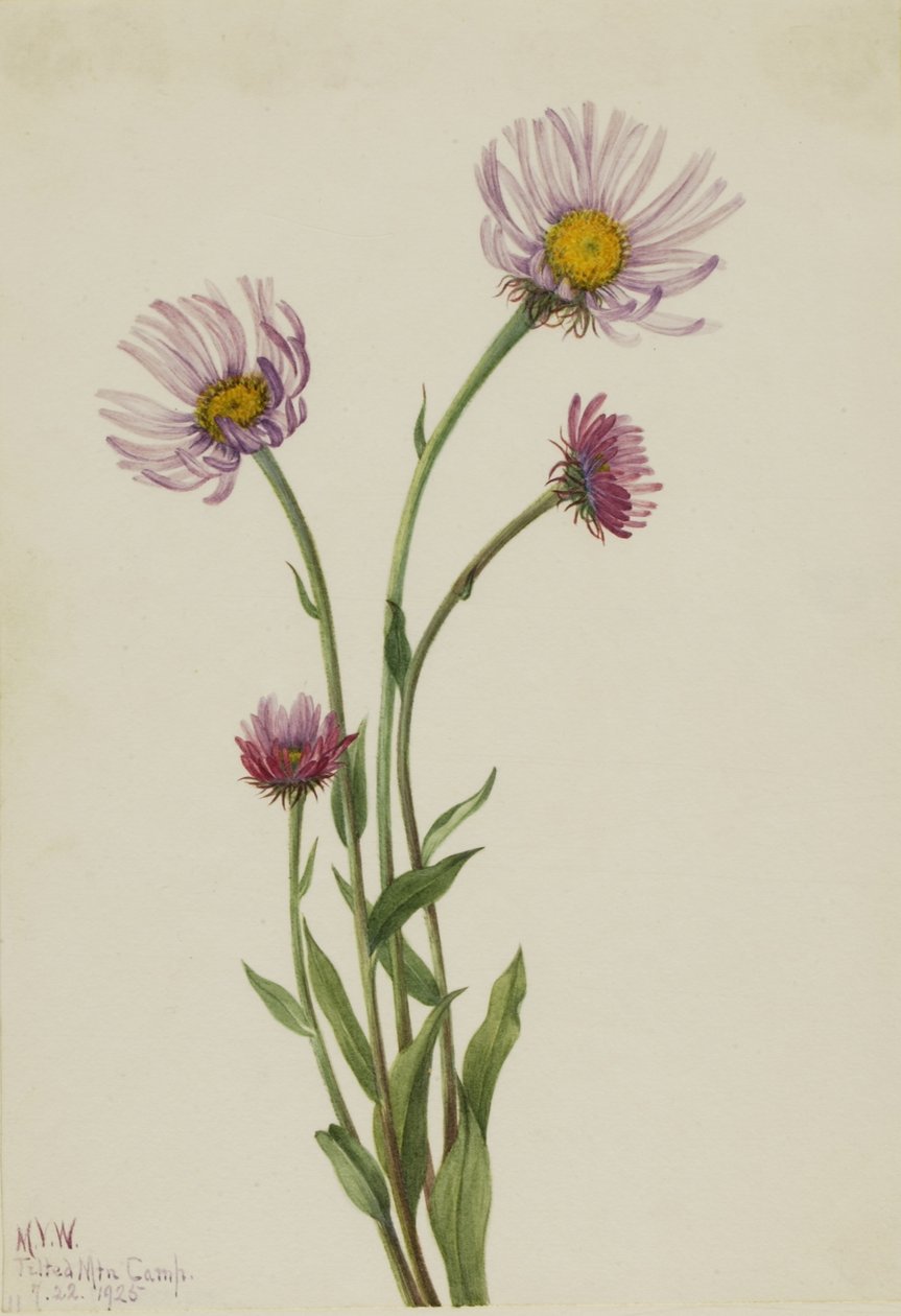 Erigeron salsuginosus (Alaskan fleabane) av Mary Vaux Walcott