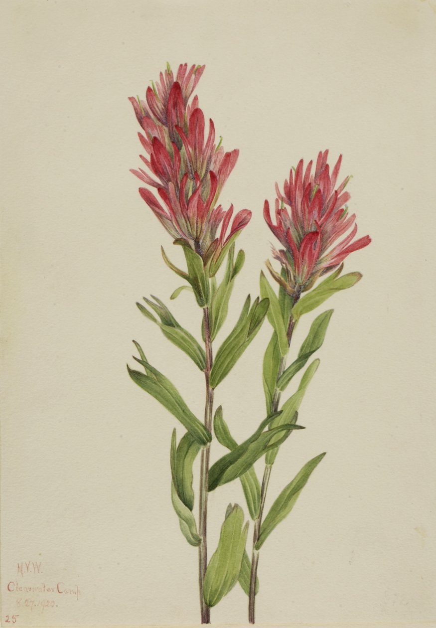 Alberta pensel (Catilleja miniata) av Mary Vaux Walcott