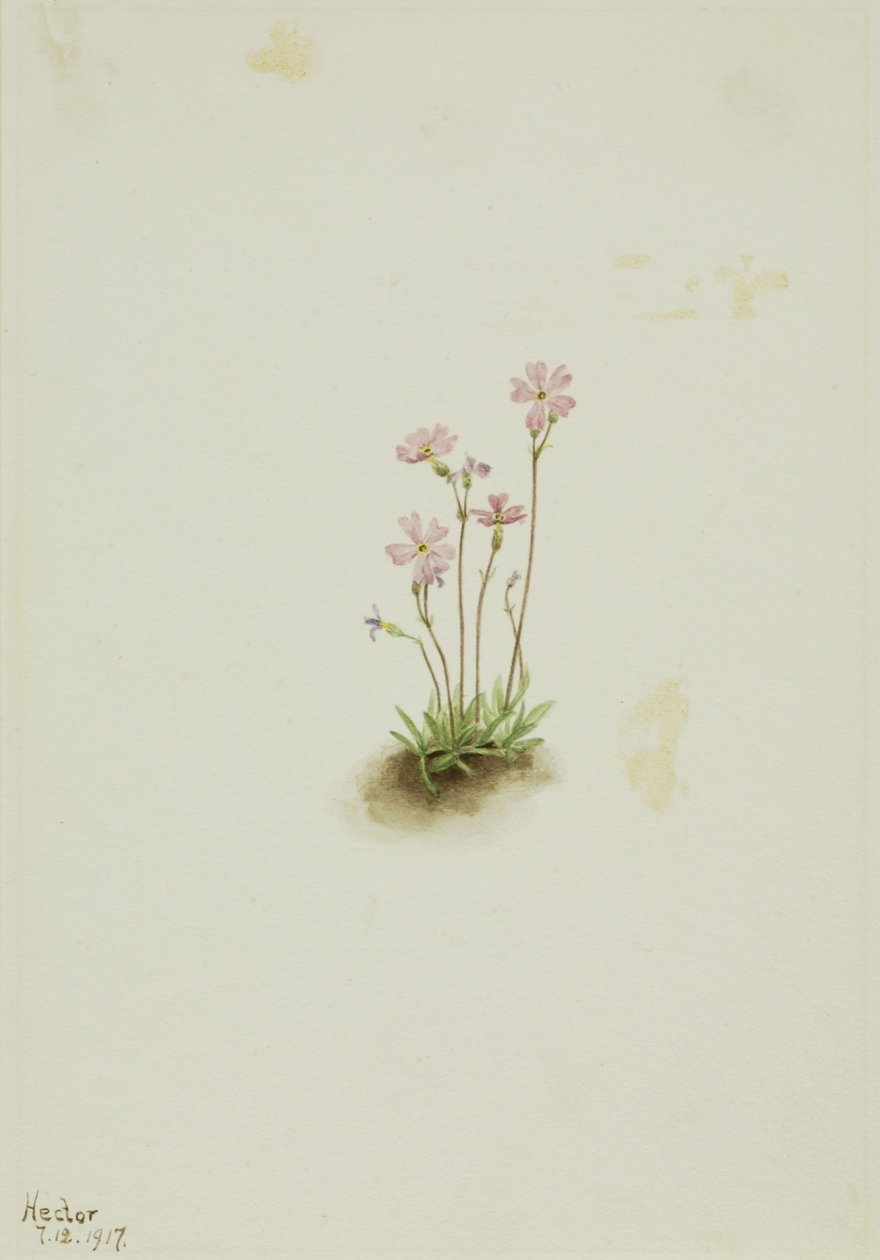 Alberta Primrose (Primula maccalliana) av Mary Vaux Walcott