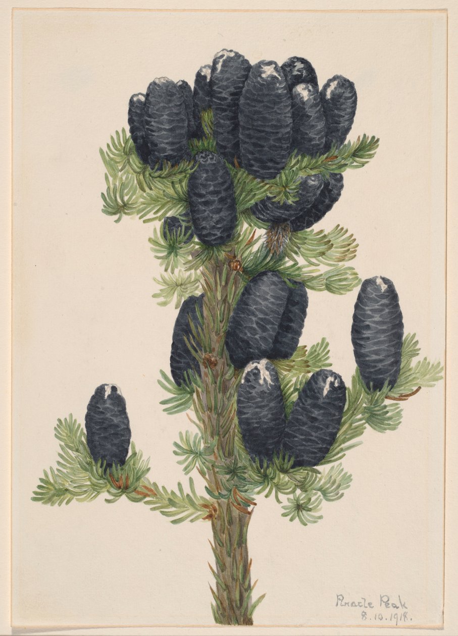 Alpgran (Abies lasiocarpa) av Mary Vaux Walcott