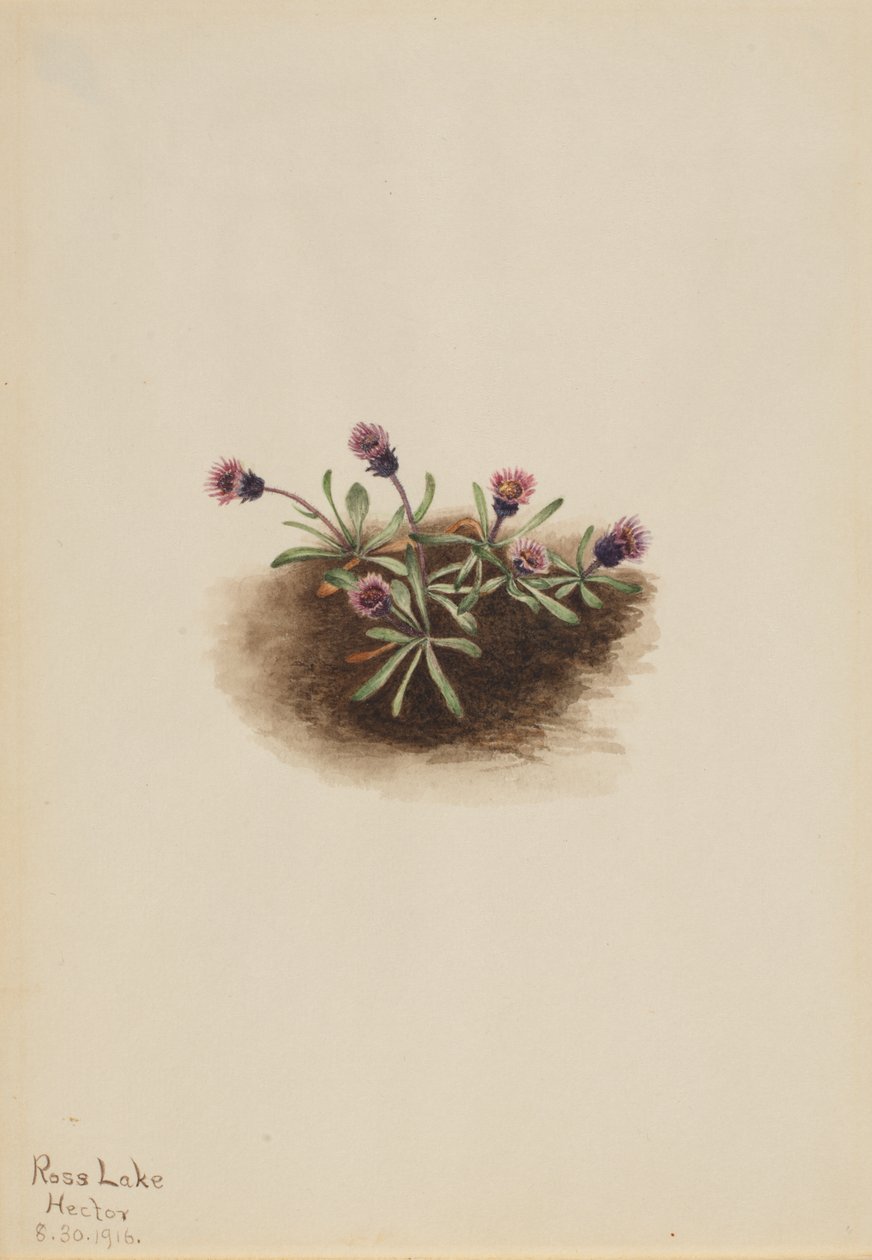 Alpplanta (Erigeron unalaschcensis) av Mary Vaux Walcott