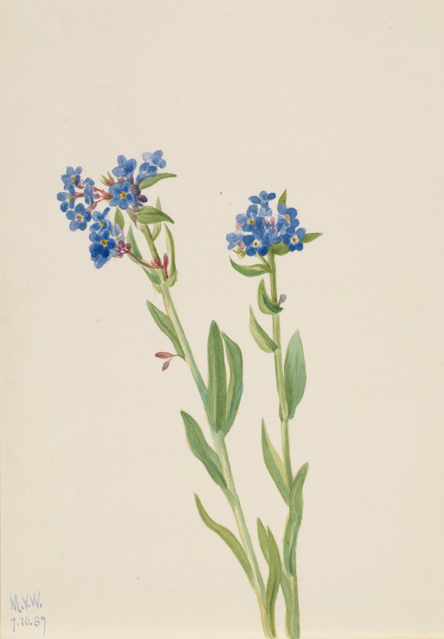 Alpin förgätmigej (Myosotis alpestris) av Mary Vaux Walcott