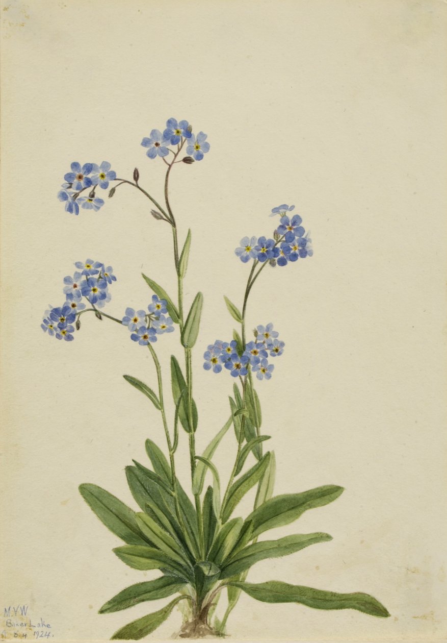 Alpin förgätmigej (Myosotis alpestris) av Mary Vaux Walcott