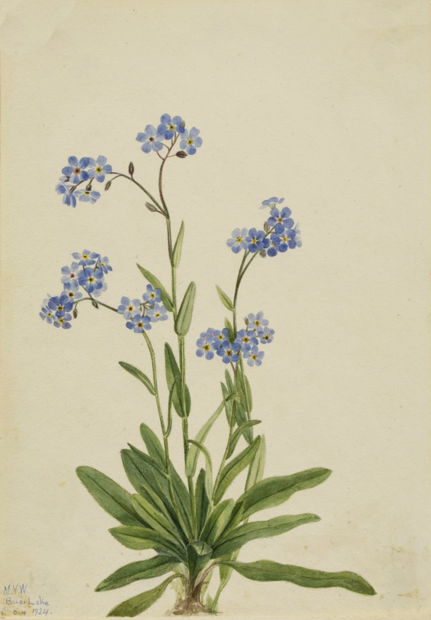 Alpint Förgätmigej Myosotis alpestris, 1924. av Mary Vaux Walcott