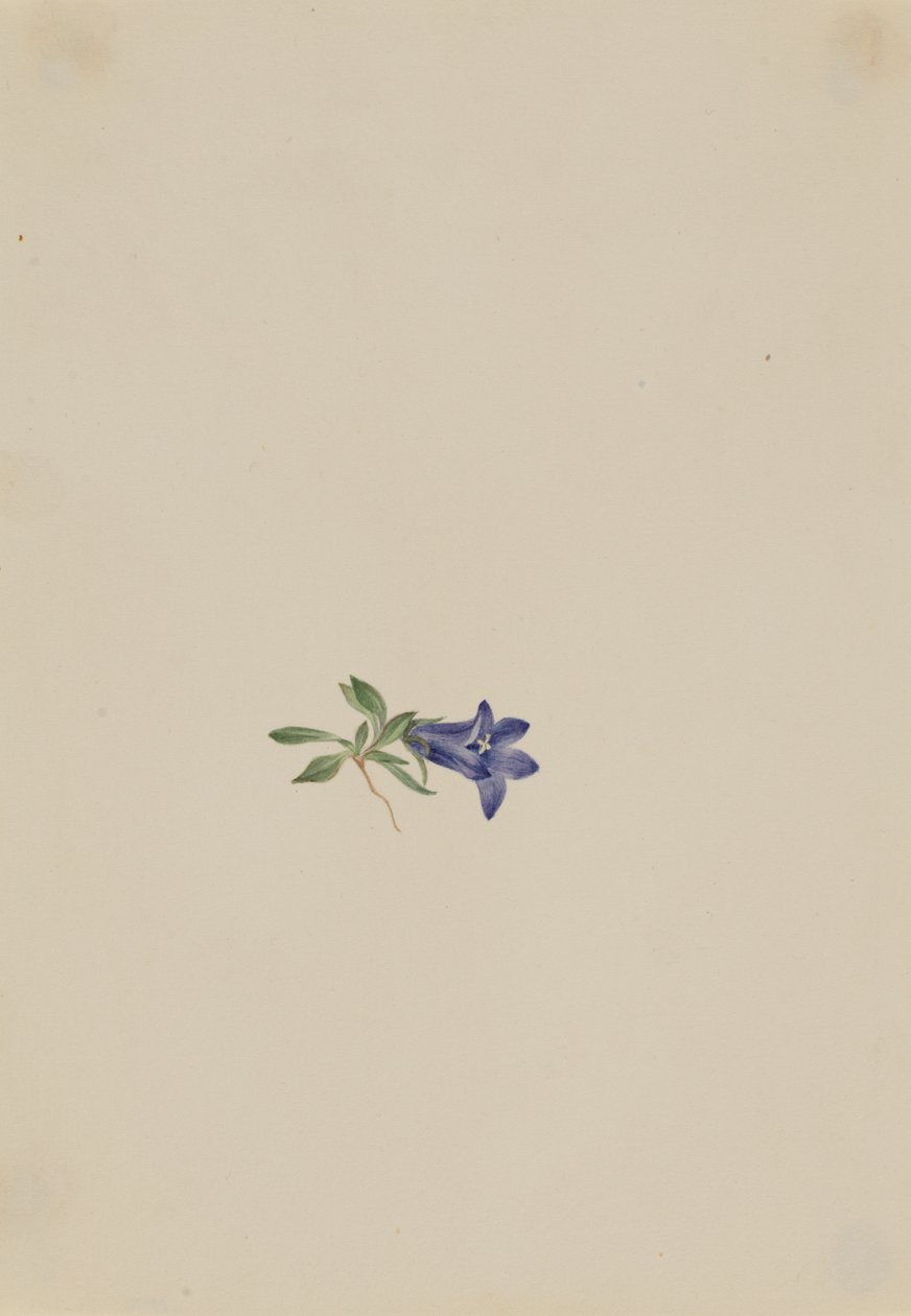 Alpine Harebell Campanula lasiocarpa, n.d. av Mary Vaux Walcott