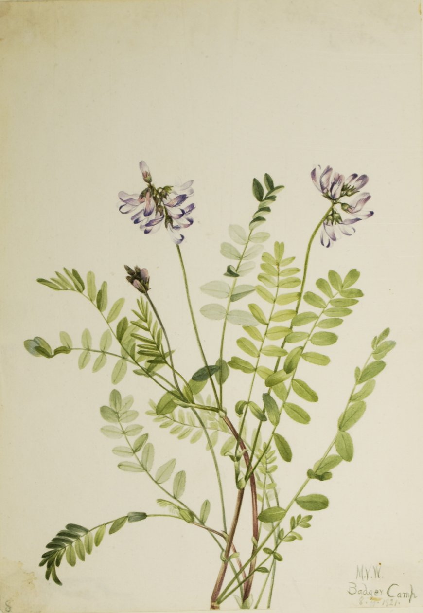 Alpin mjölksyra (Astragalus alpinus) av Mary Vaux Walcott