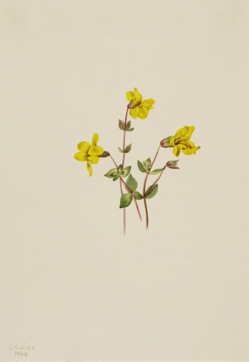 Alpapablomma Mimulus caespitosus, 1904. av Mary Vaux Walcott