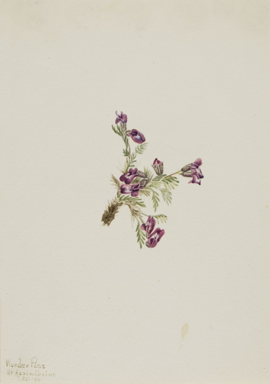 Alpin spetsfingerört (Oxytropis podocarpa) av Mary Vaux Walcott