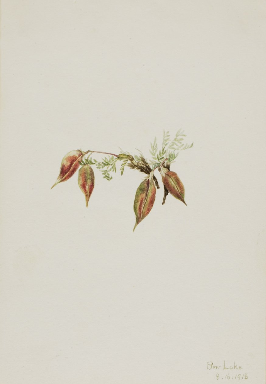 Alpin spetsfingerört (Oxytropis podocarpa) av Mary Vaux Walcott