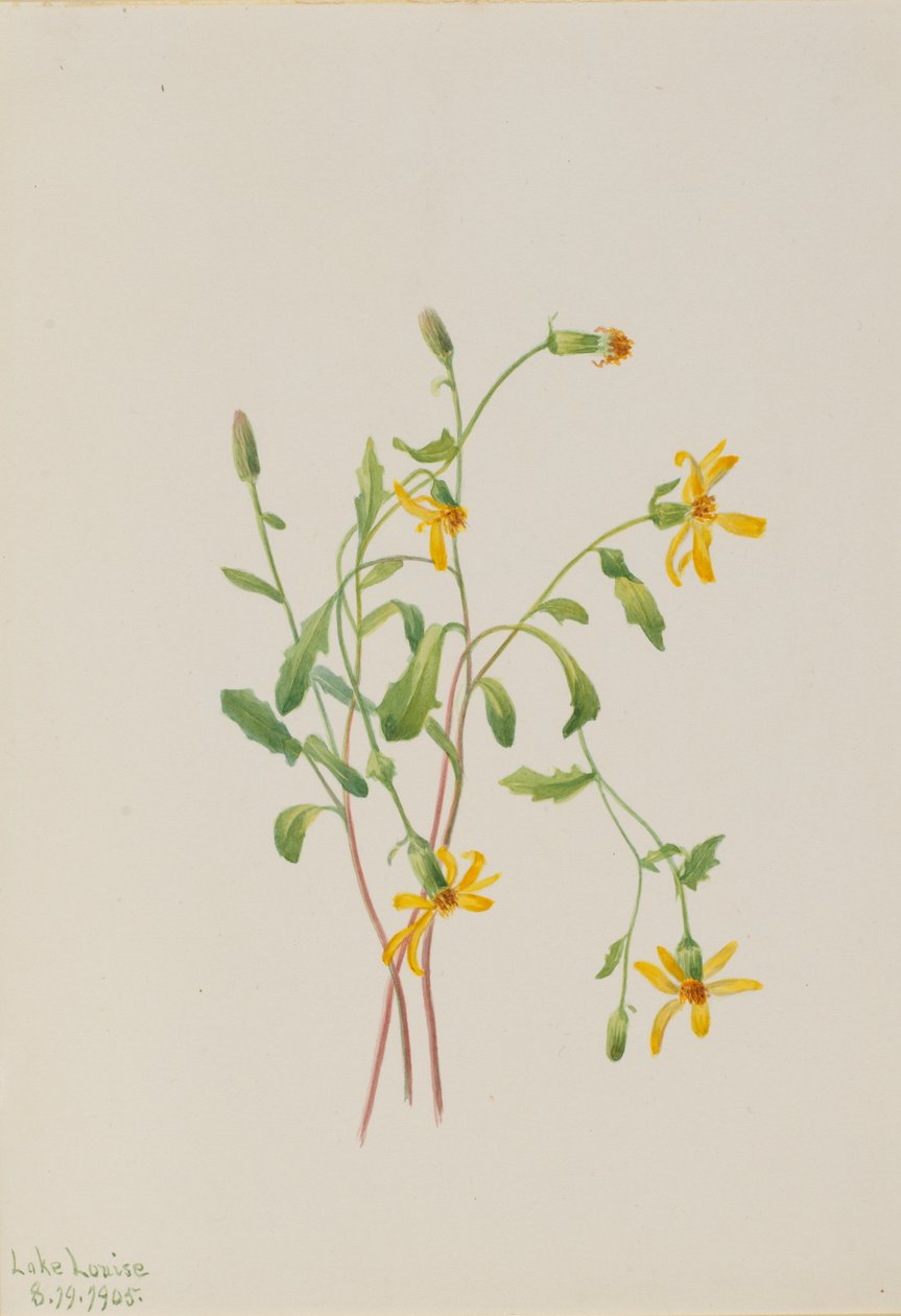 Alpin rajgräs (Senecio-arter) av Mary Vaux Walcott